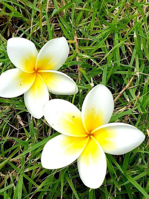 タイの花々 タイで見かけた綺麗な花を紹介 定年退職あぶはち取らず