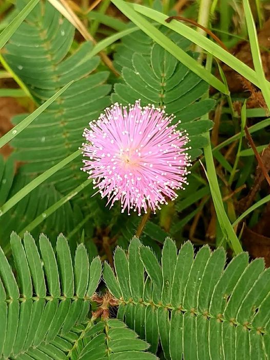 タイの花々 タイで見かけた綺麗な花を紹介 定年退職あぶはち取らず