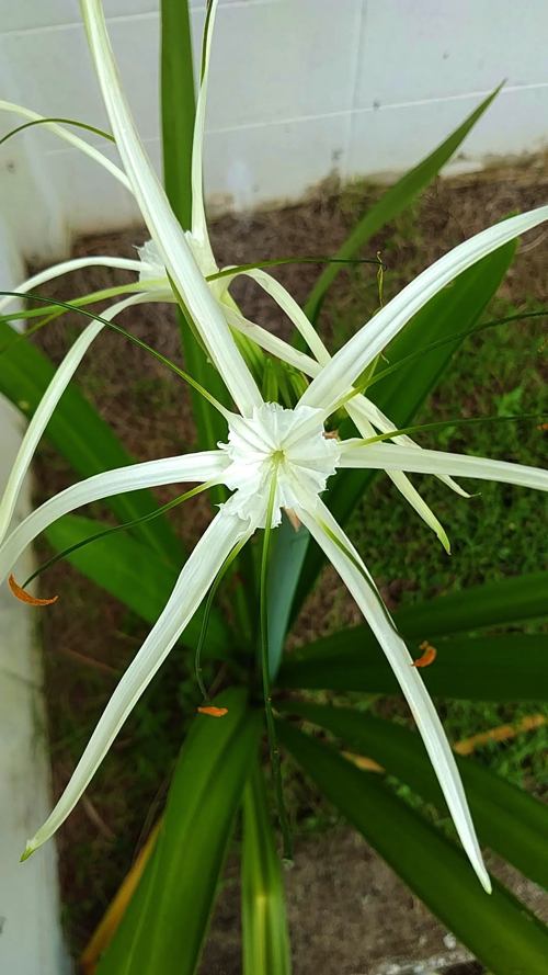 タイ 花 ヒメノカリス