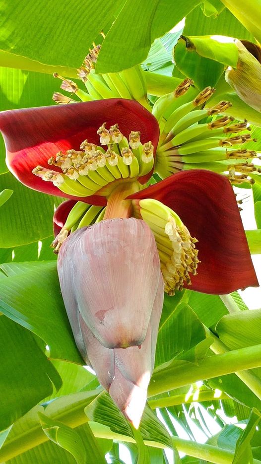 タイ 花 バナナ