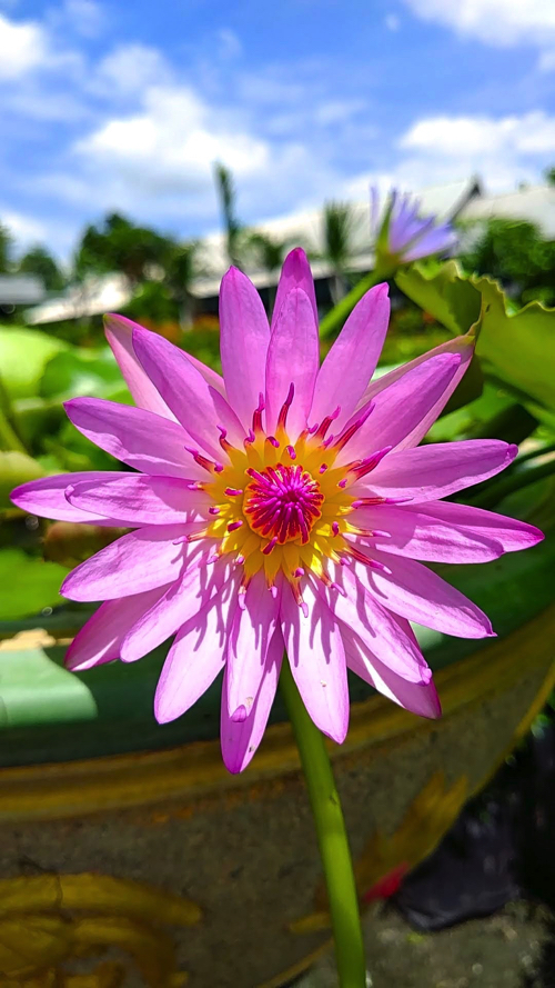 タイで見かけた花