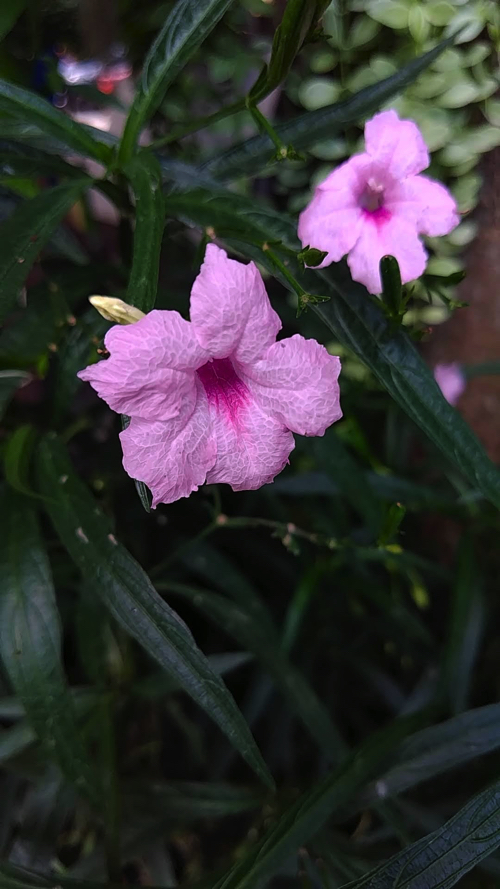 タイで見かけた花