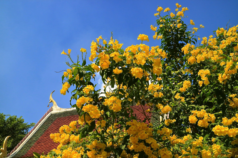 タイ ピッサヌローク タイで最も美しい仏像 ワット・プラシー・ラタナ・マハタート ワット・ヤイ