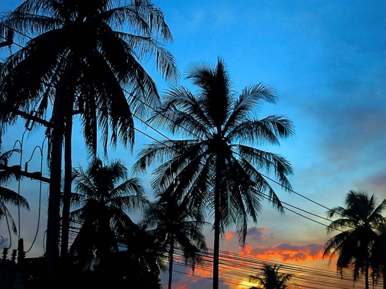タイ シラチャ 椰子の木 電線