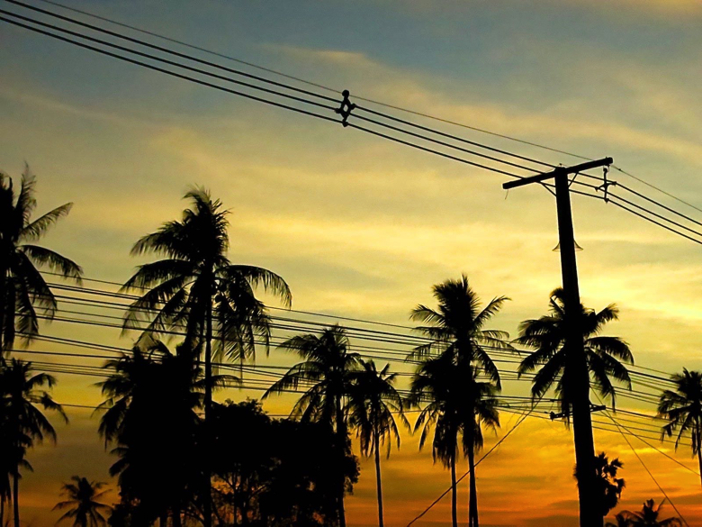 タイ シラチャ 椰子の木 電線
