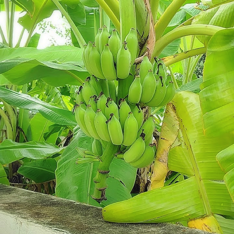 タイ フルーツ 南国 果物 バナナ クルアイ