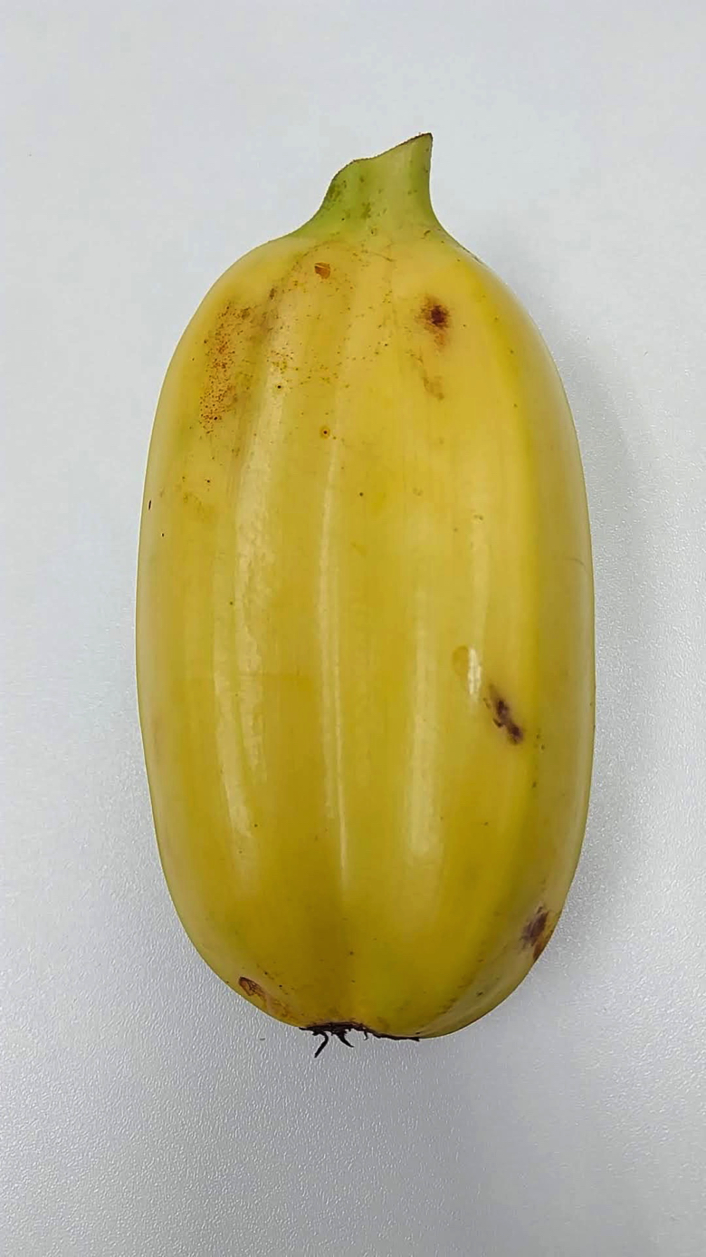 タイ フルーツ 南国 果物 双子バナナ クルアイフェド 