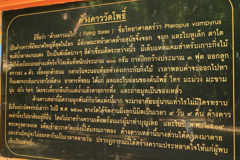 タイ 観光 ワットポー バンクラー コウモリ寺